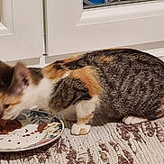 Tornade participe au concours pour gagner de l'argent avec cette photo : animal, calico_cat, cat, domestic_cat, door, eating, feline, floor, food, fur, indoor, meal, patterned_rug, paw, pet, plate, rug, side_view, tabby, white_door