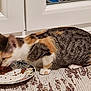animal, calico_cat, cat, domestic_cat, door, eating, feline, floor, food, fur, indoor, meal, patterned_rug, paw, pet, plate, rug, side_view, tabby, white_door