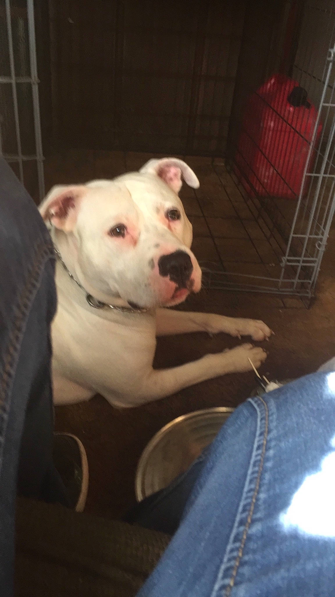 Chronic &amp; Princess joined the competition — help win amazing prizes! animal_shelter, canidae, carnivore, comfort, companion_dog, denim, dog, dog_breed, dogo_guatemalteco, fawn, flash_photography, fur, non_sporting_group, pet_supply, snout, sporting_group, terrestrial_animal, whiskers, working_animal