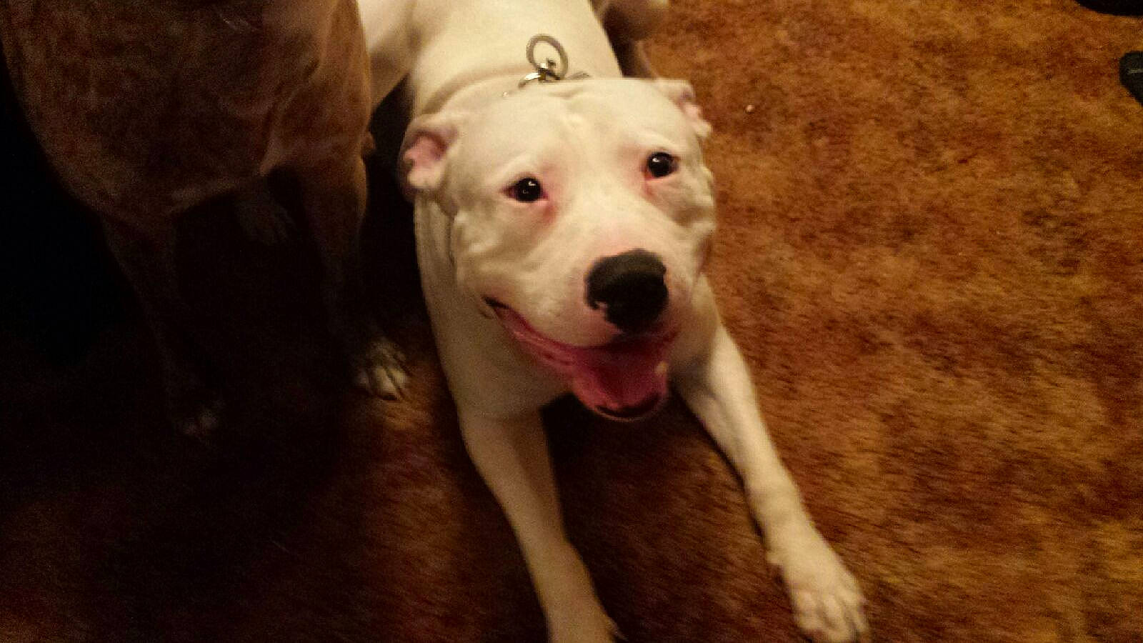 Chronic &amp; Princess joined the competition — help win amazing prizes! ancient_dog_breeds, carnivore, collar, companion_dog, dog, dog_breed, dog_collar, guard_dog, hunting_dog, non_sporting_group, sporting_group, street_dog, tail, terrestrial_animal, whiskers, working_animal, working_dog