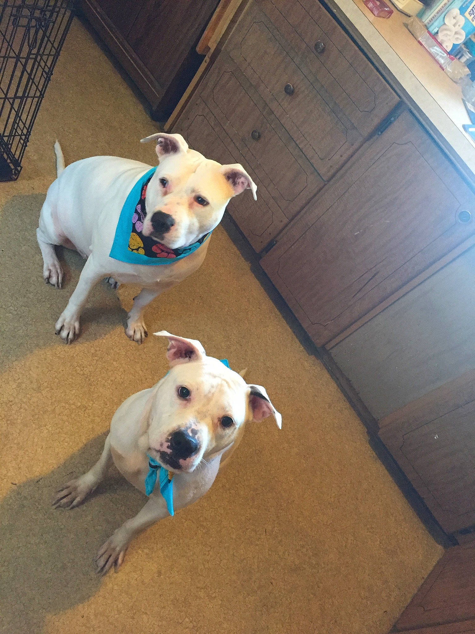 Indy joined the competition — help win amazing prizes! blue, canidae, carnivore, collar, comfort, companion_dog, dog, dog_breed, dog_collar, dog_supply, fawn, flooring, hardwood, paw, pet_supply, snout, sporting_group, tail, wood, working_animal