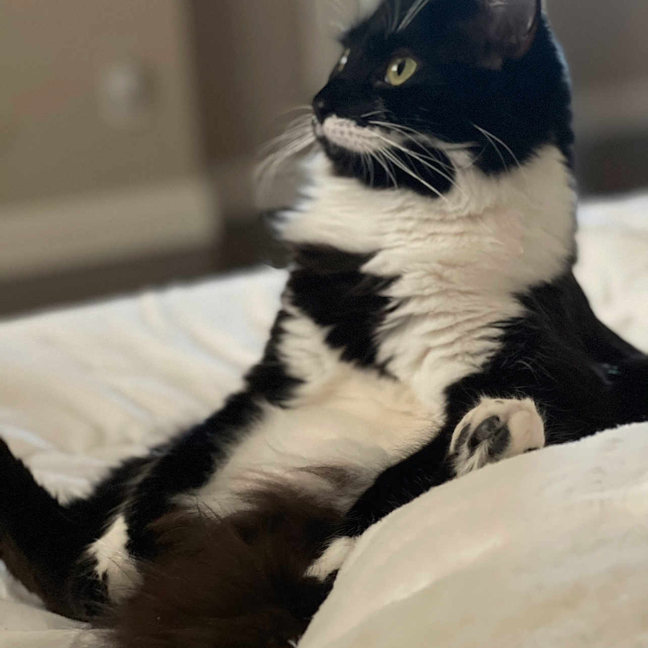 Tuxedo