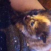 Aki Neko a rejoint le concours — aidez-le/la à gagner de superbes lots ! animal, cat, closeup, cozy, curious, cute, fabric, fur, furry, hand, human, indoor, kitten, pet, resting, small, sparkly, texture, tortoiseshell, young