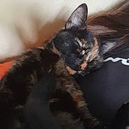 Aki Neko a rejoint le concours — aidez-le/la à gagner de superbes lots ! cat, tortoiseshell, sleeping, closeup, pet, animal, fur, relaxation, indoor, person, black_shirt, white_text, resting, cozy, cute, face, ears, whiskers, comfort, nap