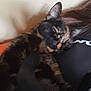 cat, tortoiseshell, sleeping, closeup, pet, animal, fur, relaxation, indoor, person, black_shirt, white_text, resting, cozy, cute, face, ears, whiskers, comfort, nap