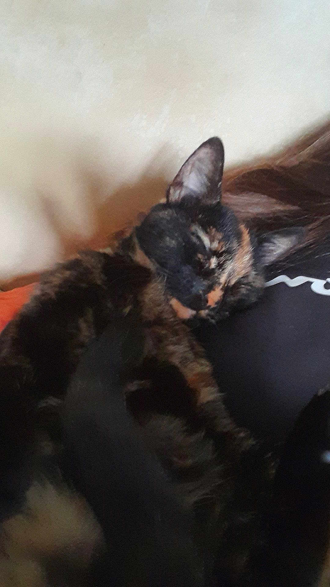 Aki Neko
