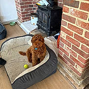 Rusty is registered to the contest to win money with this photo: dog, brown_dog, dog_bed, tennis_ball, wood_stove, brick_wall, flooring, indoor, pet, cozy, curly_fur, collar, home, living_room, toy, resting, animal, cute, domestic, furniture