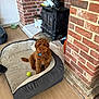 dog, brown_dog, dog_bed, tennis_ball, wood_stove, brick_wall, flooring, indoor, pet, cozy, curly_fur, collar, home, living_room, toy, resting, animal, cute, domestic, furniture