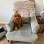 dog, brown_dog, curly_fur, armchair, towel, tennis_ball, indoor, wooden_floor, side_table, glasses, phone, pet_carrier, cozy, furniture, floor, living_room, cute, pet, animal, seated_dog