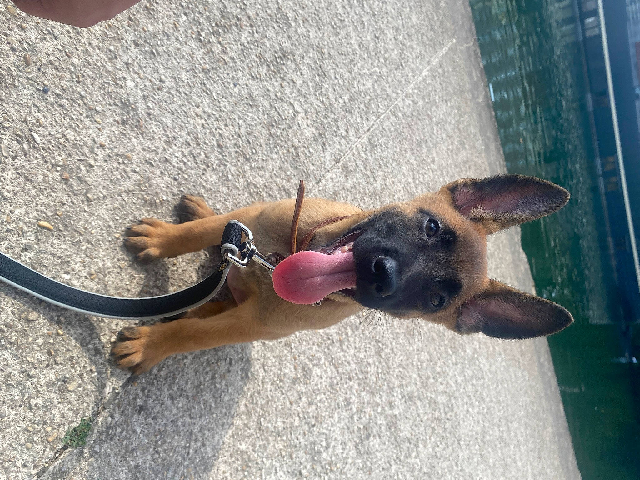 Prada participe au concours pour gagner de l'argent avec cette photo : canidae, carnivore, collar, companion_dog, dog, dog_breed, dog_collar, dog_supply, fawn, foot, human_leg, leash, paw, pet_supply, road_surface, snout, sporting_group, tail, thigh, working_animal