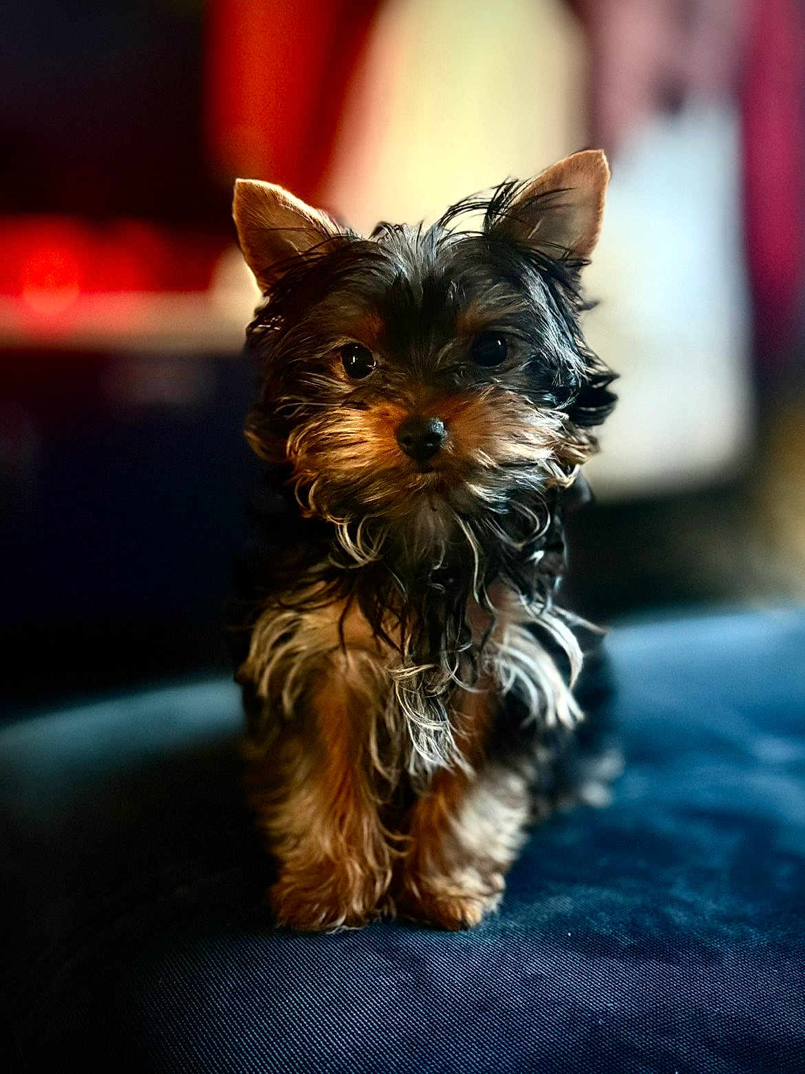 Chipie participe au concours pour gagner de l'argent avec cette photo : puppy, dog, small_dog, fur, cute, pet, animal, indoor, portrait, brown, black, ears, eyes, fluffy, adorable, standing, looking, closeup, blurred_background, canine