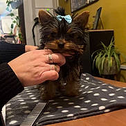 Chipie participe au concours pour gagner de l'argent avec cette photo : puppy, dog, bow, hand, rings, table, blanket, polka_dot, fur, indoor, plant, wall, picture_frame, cozy, cute, small, pet, domestic_animal, wood, comfy