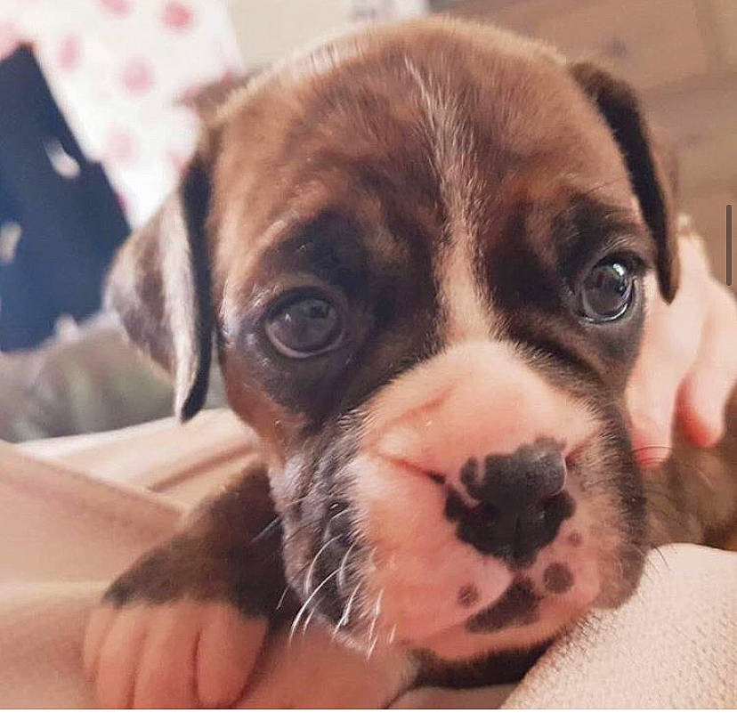 Bobbie joined the competition — help win amazing prizes! boxer, canidae, carnivore, companion_dog, dog, dog_breed, eye, fawn, head, mammal, nose, puggle, puppy, puppy_love, rare_breed_dog, snout, toy_bulldog, valley_bulldog, vertebrate, whiskers