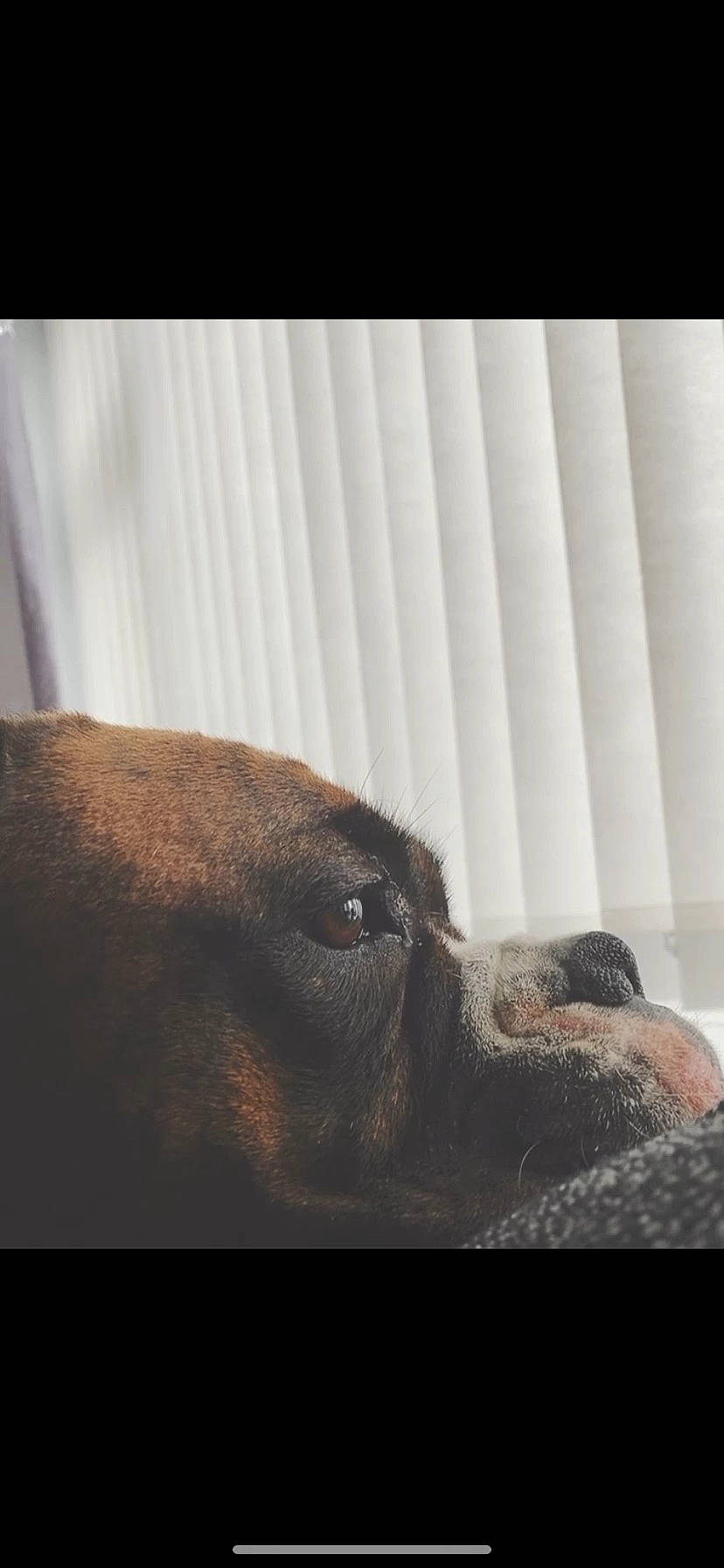 Bobbie joined the competition — help win amazing prizes! boxer, canidae, carnivore, companion_dog, dog, dog_breed, ear, eye, fawn, guard_dog, labrador_retriever, mouth, nose, puppy, snout, sporting_group