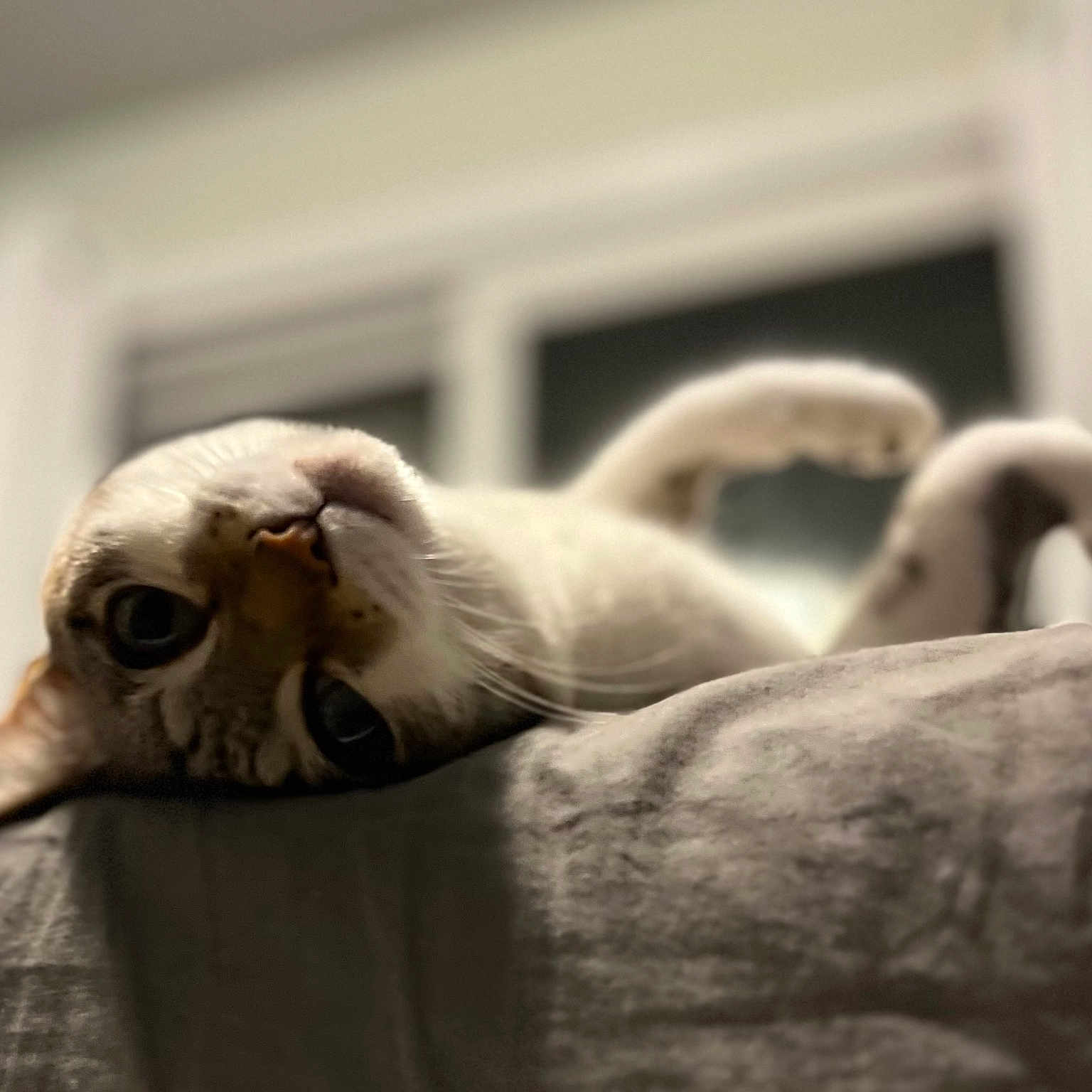 Lucy joined the competition — help win amazing prizes! cat, indoor, soft_surface, curious, relaxed, wide_eyes, pet, feline, close_up, blurred_background, window, cozy, whiskers, light, fur, portrait, animal, domestic, resting, cute