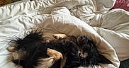 Ruben participe au concours pour gagner de l'argent avec cette photo : dog, bed, blanket, white_blanket, sleeping, cozy, fur, indoor, resting, paw, black_dog, tan_markings, pet, comfort, relaxation, canine, fur_texture, snuggle, home, animal