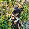 Ruben a rejoint le concours — aidez-le/la à gagner de superbes lots ! dog, small_dog, black_dog, harness, leash, wooden_fence, ivy, greenery, plants, outdoor, nature, curious, standing, sunlight, shadow, path, pet, animal, fur, daylight