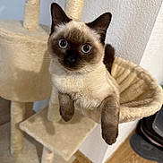 Thya participe au concours pour gagner de l'argent avec cette photo : cat, siamese_cat, pet, indoor, cat_tree, hammock, furniture, curious, wide_eyes, beige, fur, animal, whiskers, relaxing, floor, wall, domestic_cat, cute, mammal, house_pet