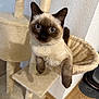 cat, siamese_cat, pet, indoor, cat_tree, hammock, furniture, curious, wide_eyes, beige, fur, animal, whiskers, relaxing, floor, wall, domestic_cat, cute, mammal, house_pet