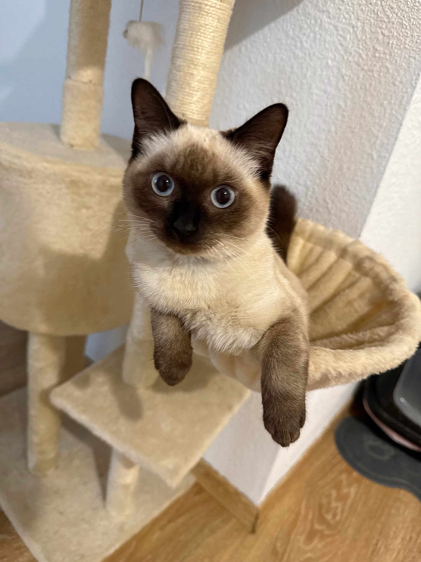 Thya participe au concours pour gagner de l'argent avec cette photo : cat, siamese_cat, pet, indoor, cat_tree, hammock, furniture, curious, wide_eyes, beige, fur, animal, whiskers, relaxing, floor, wall, domestic_cat, cute, mammal, house_pet