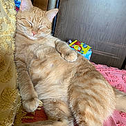 Cooper is registered to the contest to win money with this photo: animal, blanket, cat, closeup, cozy, cute, domestic_cat, feline, fur, ginger_cat, home, indoor, paw, pet, pink, relaxed, resting, sleeping, soft_texture, yellow_blanket