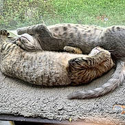 Charley joined the competition — help win amazing prizes!