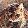 Faber is registered to the contest to win money with this photo: animal, brown, calm, cat, close_up, cozy, feline, fur, green_eyes, indoor, orange, pet, portrait, sitting, striped, sunlight, tabby, texture, whiskers, woven