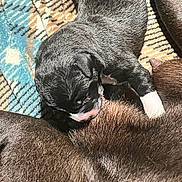 Lil Bit is registered to the contest to win money with this photo: animal, black_and_white, blanket, close_up, companion, cozy, cute, dog, domestic, fur, indoors, mammal, nursing, pattern, pet, puppy, resting, sleeping, soft_light, young