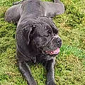 Enzo D.