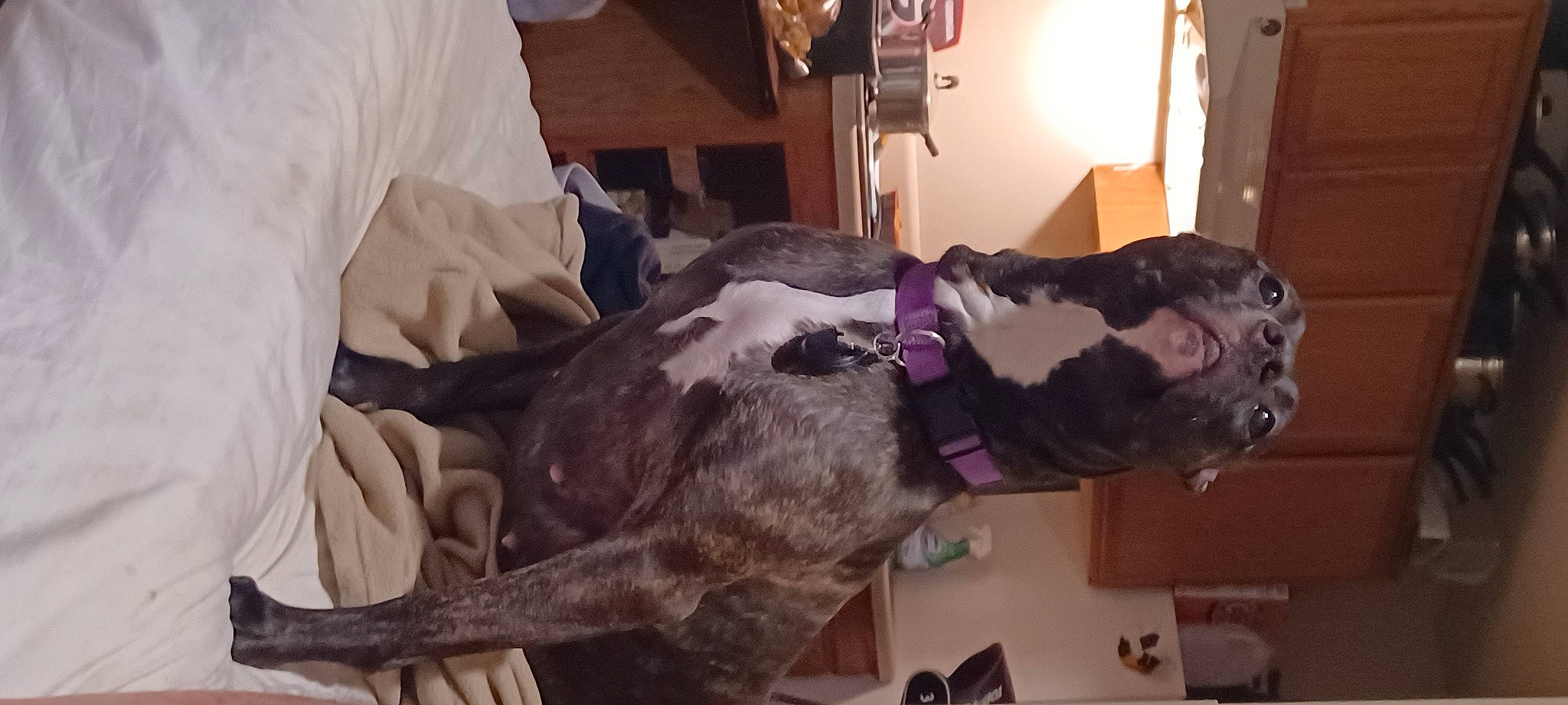 Daisy Mae is registered to the contest to win money with this photo: canidae, carnivore, comfort, companion_dog, dog, dog_breed, fawn, fur, guard_dog, jaw, liver, natural_material, non_sporting_group, room, snout, sporting_group, working_animal