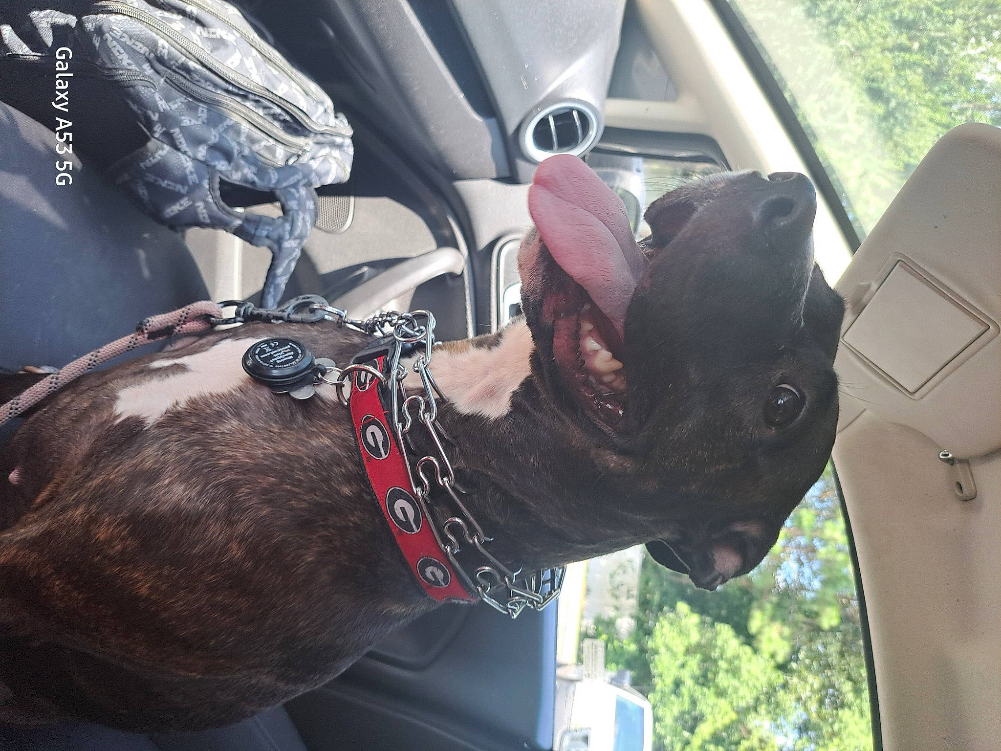 Daisy Mae is registered to the contest to win money with this photo: auto_part, automotive_design, automotive_exterior, automotive_tire, automotive_window_part, car, car_seat, car_seat_cover, carmine, family_car, luxury_vehicle, motor_vehicle, personal_luxury_car, personal_protective_equipment, plant, tree, vehicle, vehicle_door, window, windshield