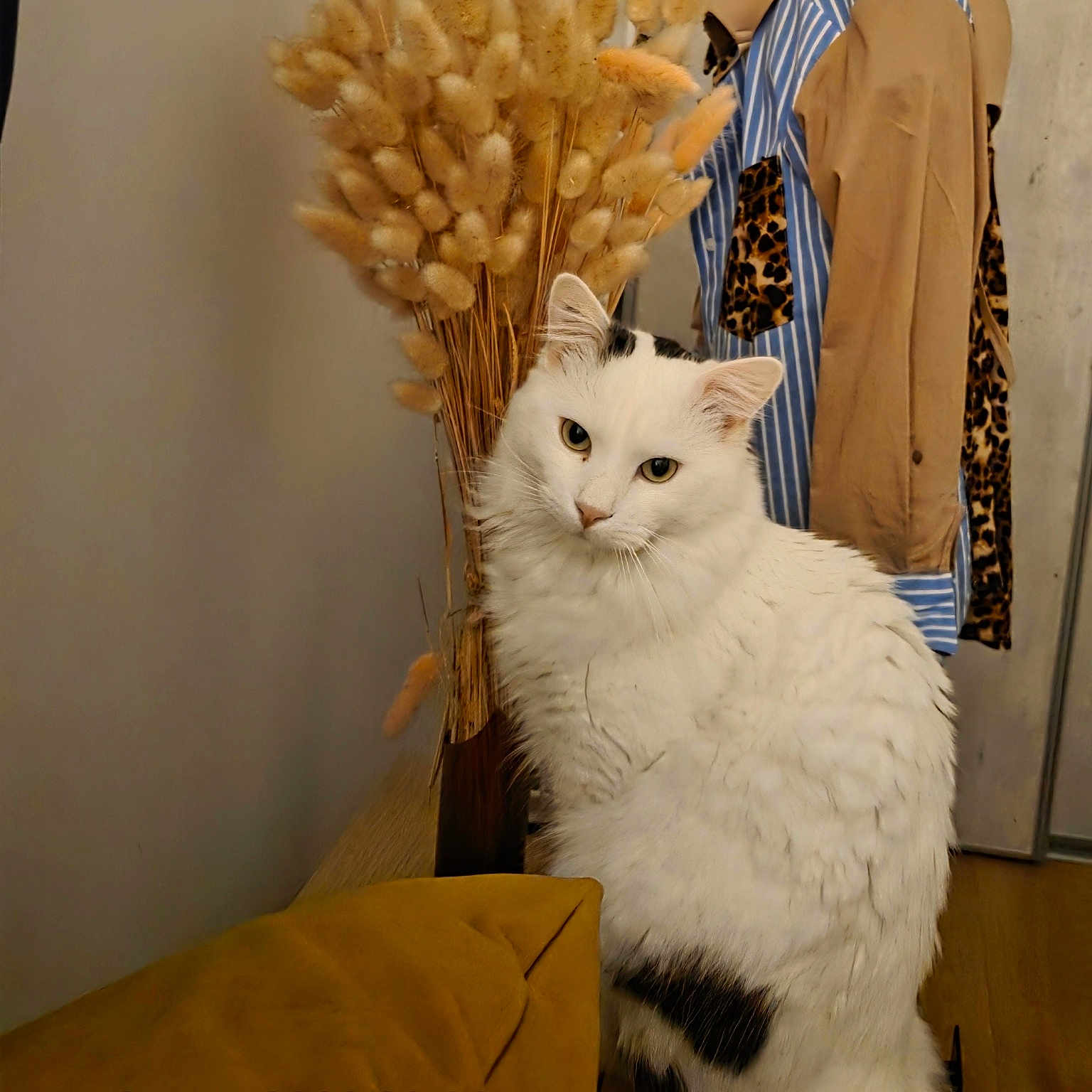 Berlioz participe au concours pour gagner de l'argent avec cette photo : cat, white_cat, black_spots, dried_plants, vase, striped_shirt, leopard_print, wooden_surface, indoor, furniture, cozy, pet, animal, sitting, fur, curious, portrait, timestamp, clothing, background
