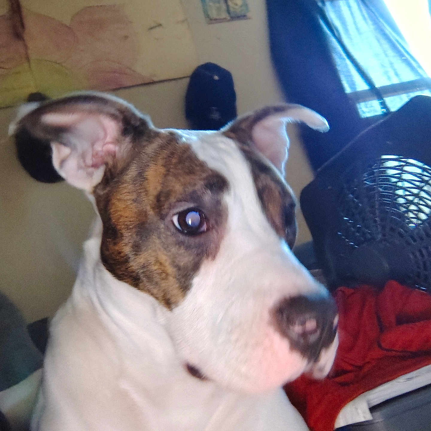 Delilah