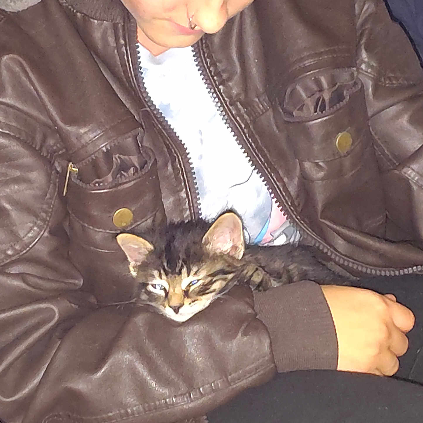 Oscar joined the competition — help win amazing prizes! abyssinian, animal, boy, cat, child, clothing, coat, face, head, jacket, kitten, leatherjacket, male, manx, person, pet, slate