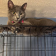 Stormy joined the competition — help win amazing prizes! cat, gray_cat, feline, pet, collar, pink_collar, id_tag, yellow_eyes, whiskers, ears, paws, lounging, relaxed, metal_cage, cage, indoors, ceiling, wall, close_up, portrait
