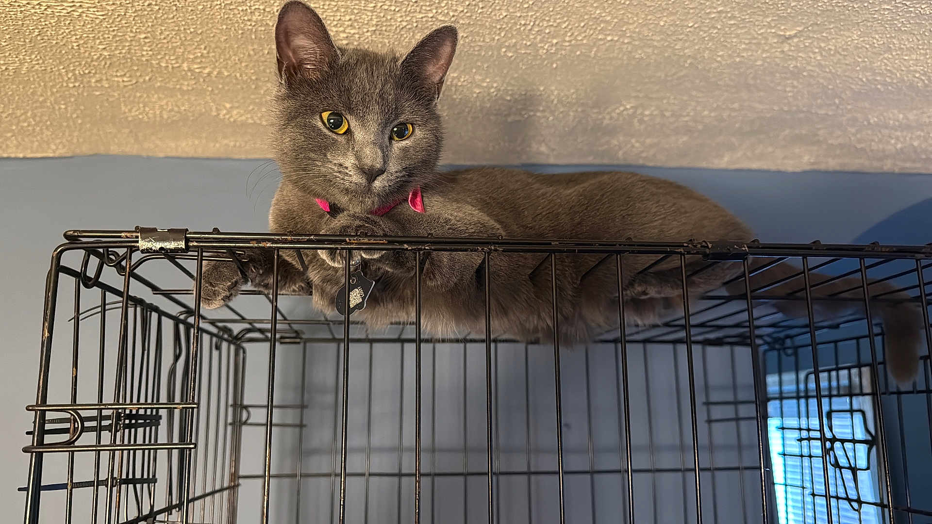 Stormy joined the competition — help win amazing prizes! cat, gray_cat, feline, pet, collar, pink_collar, id_tag, yellow_eyes, whiskers, ears, paws, lounging, relaxed, metal_cage, cage, indoors, ceiling, wall, close_up, portrait