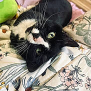 Marie is registered to the contest to win money with this photo: cat, black_and_white, whiskers, green_eyes, floral_blanket, close_up, pet, cute, lying_down, cozy, indoor, feline, animal, soft, relaxed, pattern, fur, face, portrait, domestic