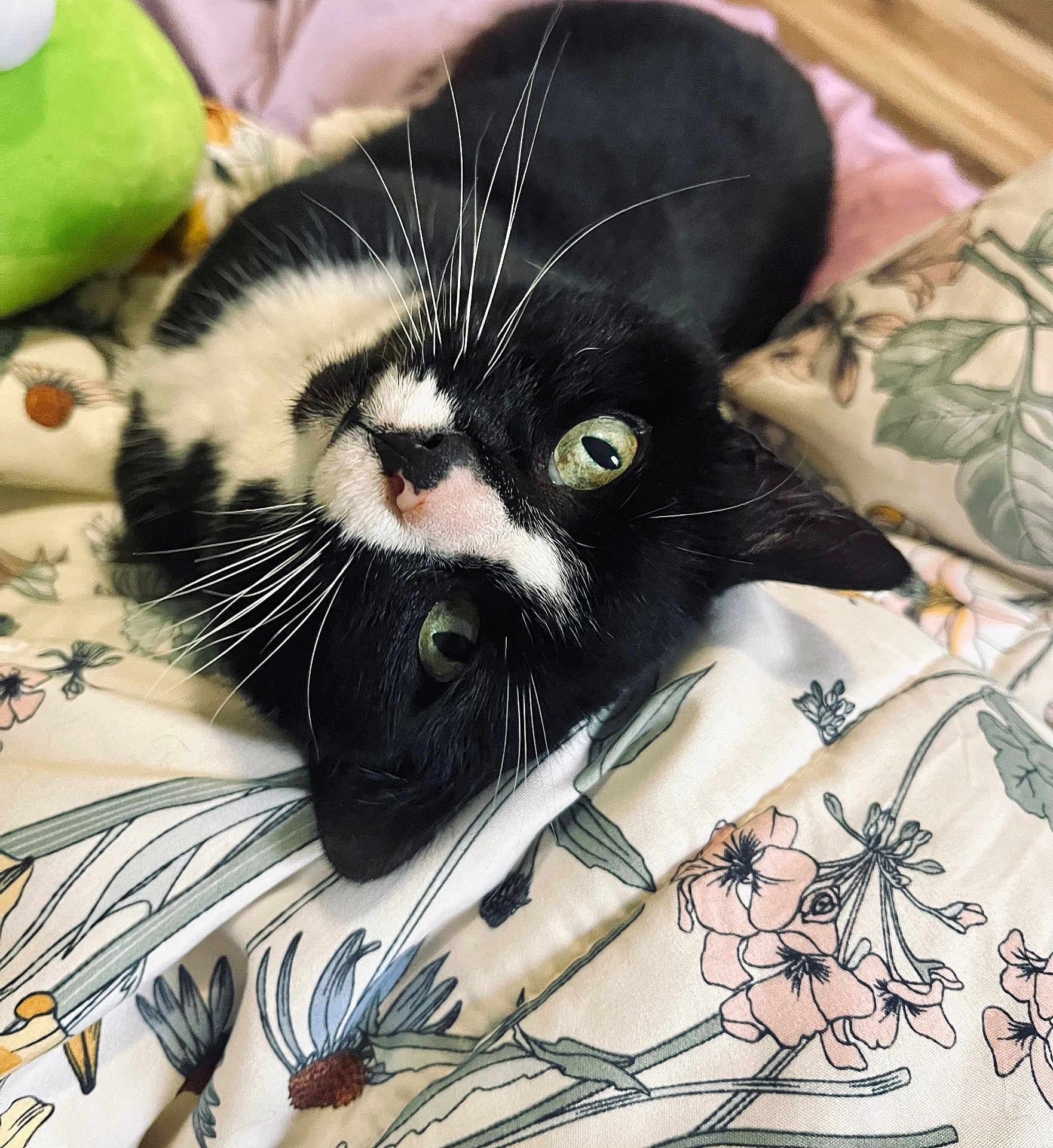 Marie is registered to the contest to win money with this photo: cat, black_and_white, whiskers, green_eyes, floral_blanket, close_up, pet, cute, lying_down, cozy, indoor, feline, animal, soft, relaxed, pattern, fur, face, portrait, domestic