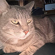 Llama is registered to the contest to win money with this photo: animal, cat, close_up, cute, domestic_cat, ears, face, feline, fur, indoor, mammal, paw, pet, portrait, relaxed, resting, striped, tabby, whiskers, yellow_eyes