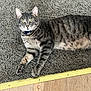 animal, carpet, cat, close_up, collar, ears, feline, floor, gray_cat, indoor, laying_down, looking_at_camera, paw, pet, relaxed, striped, tabby, whiskers, wood_floor, yellow_eyes