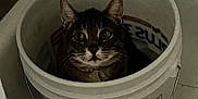 Llama joined the competition — help win amazing prizes! alone, animal, bucket, cat, closeup, container, curious, domestic_cat, ears, floor, fur, household, indoor, looking_up, pet, quiet, resting, tabby_cat, whiskers, wide_eyes