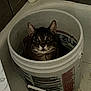 alone, animal, bucket, cat, closeup, container, curious, domestic_cat, ears, floor, fur, household, indoor, looking_up, pet, quiet, resting, tabby_cat, whiskers, wide_eyes