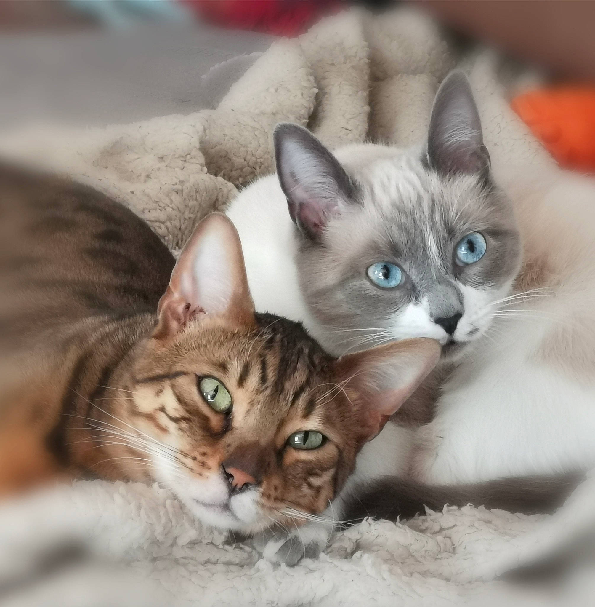Groot participe au concours pour gagner de l'argent avec cette photo : carnivore, cat, comfort, domestic_short_haired_cat, fawn, felidae, fur, iris, mammal, paw, photo_caption, small_to_medium_sized_cats, snout, whiskers
