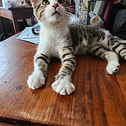 Tabby joined the competition — help win amazing prizes! cat, kitten, tabby, white_paws, wooden_table, indoor, curious, feline, pet, animal, household_items, papers, pen_holder, relaxed, close_up, young_cat, domestic_cat, whiskers, ears, eyes