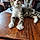 Tabby