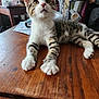 cat, kitten, tabby, white_paws, wooden_table, indoor, curious, feline, pet, animal, household_items, papers, pen_holder, relaxed, close_up, young_cat, domestic_cat, whiskers, ears, eyes