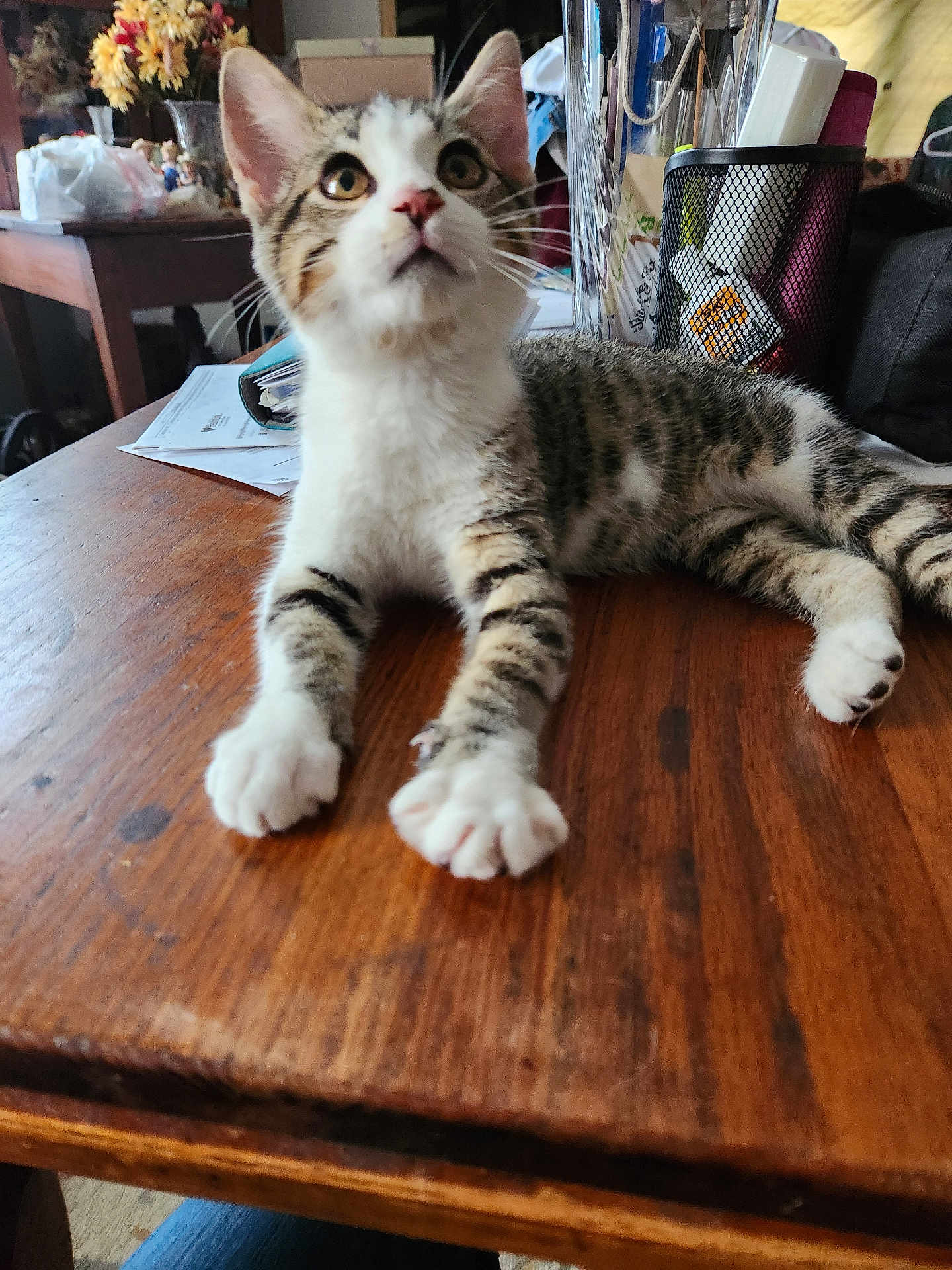 Tabby joined the competition — help win amazing prizes! cat, kitten, tabby, white_paws, wooden_table, indoor, curious, feline, pet, animal, household_items, papers, pen_holder, relaxed, close_up, young_cat, domestic_cat, whiskers, ears, eyes