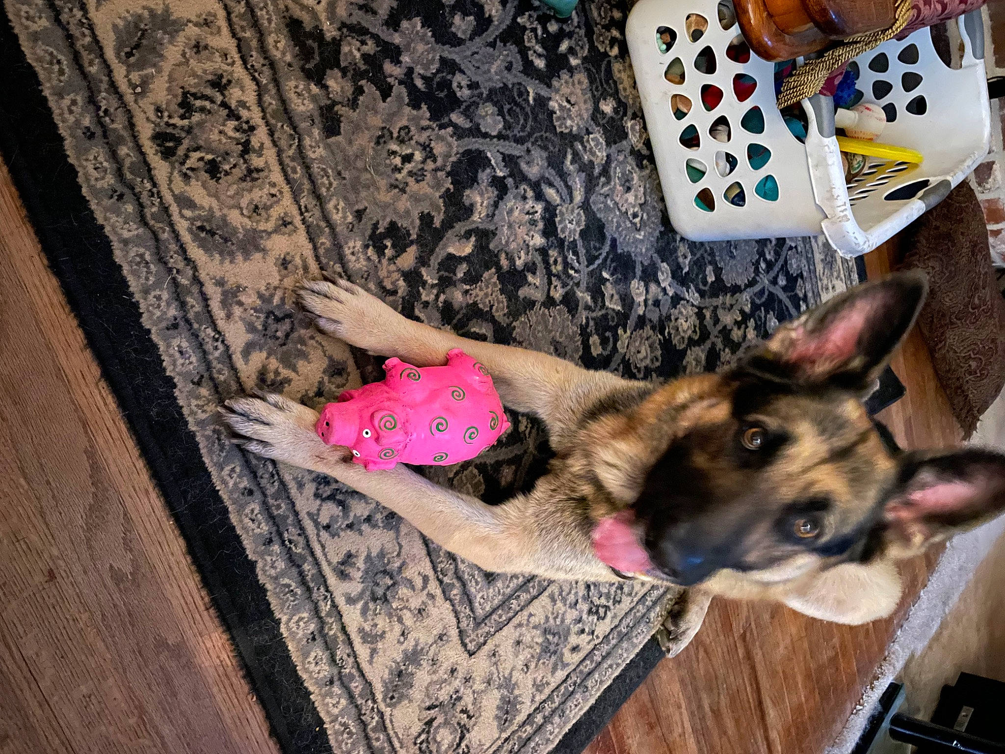 Rocky joined the competition — help win amazing prizes! carnivore, companion_dog, dog, dog_breed, fawn, flooring, foot, fun, german_shepherd_dog, hardwood, herding_dog, human_leg, mobile_phone, pattern, photograph, sitting, snapshot, sporting_group, tree, wood