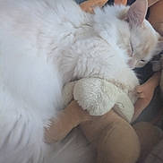 Killua joined the competition — help win amazing prizes! cat, white_cat, sleeping, fluffy, stuffed_animal, soft_toy, cozy, snuggling, pet, animal, cute, relaxed, indoor, close_up, fur, resting, domestic_cat, comfort, peaceful, adorable