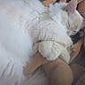 cat, white_cat, sleeping, fluffy, stuffed_animal, soft_toy, cozy, snuggling, pet, animal, cute, relaxed, indoor, close_up, fur, resting, domestic_cat, comfort, peaceful, adorable
